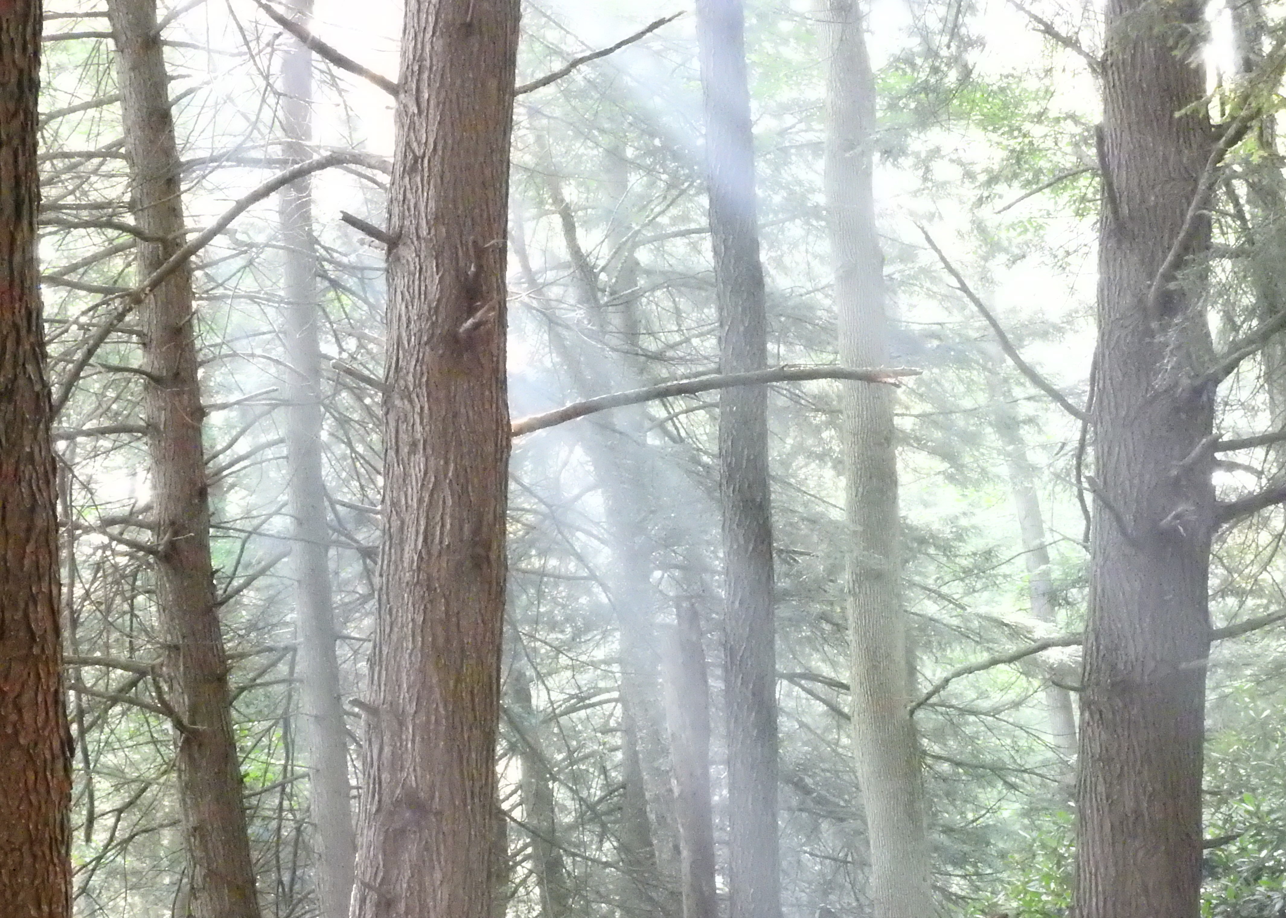 Clear Creek State Park, PA